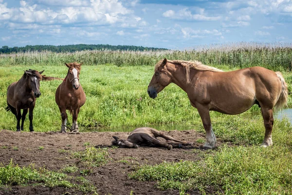 Konie Pastwisku Nad Narewem Terenie Parku Narodowego Narew Polsce — Zdjęcie stockowe