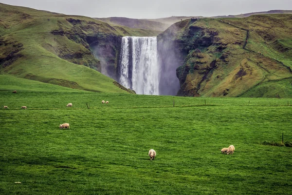 Déli Régió Izland 2018 Június Birkák Skogafoss Vízesés Előtti Legelőn — Stock Fotó