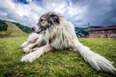 Borsa, Romania - July 12, 2019: Sheep dog next to cable car station near Borsa town Cascada in Rodna Mountains in Romania clipart