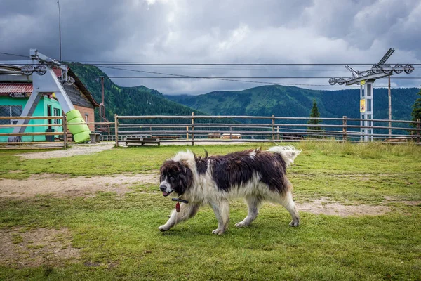 ルーマニアのボルサ 2019年7月12日 ルーマニアのロドナ山脈のボルサ町カサダ近くのケーブルカー駅の隣にある羊の犬 — ストック写真
