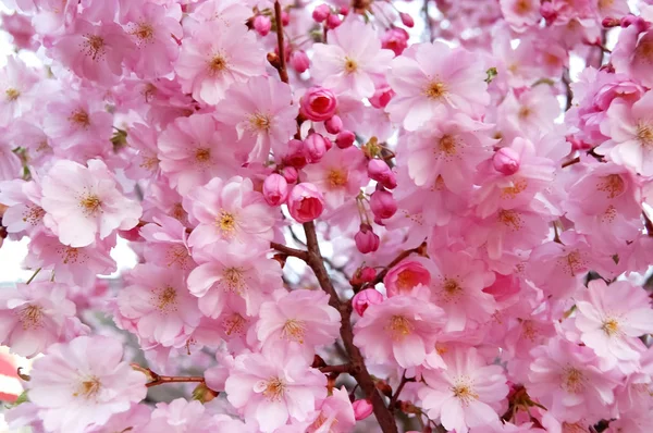 Flores de cereja rosa floridas . Imagens De Bancos De Imagens