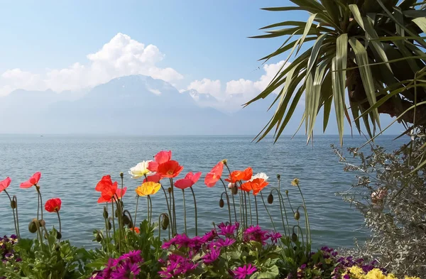 Heldere klaproos bloemen op de achtergrond van het meer van Genève. — Stockfoto