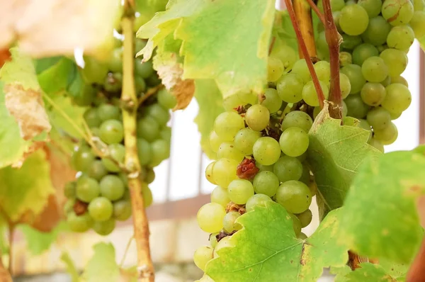 Bunches of grapes in the Slovak valley of Tokaj. — Stock Photo, Image