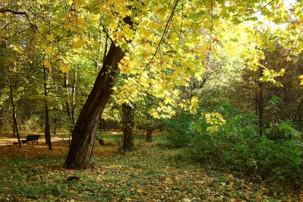 Gele maple in herfstdag in het park. — Stockfoto