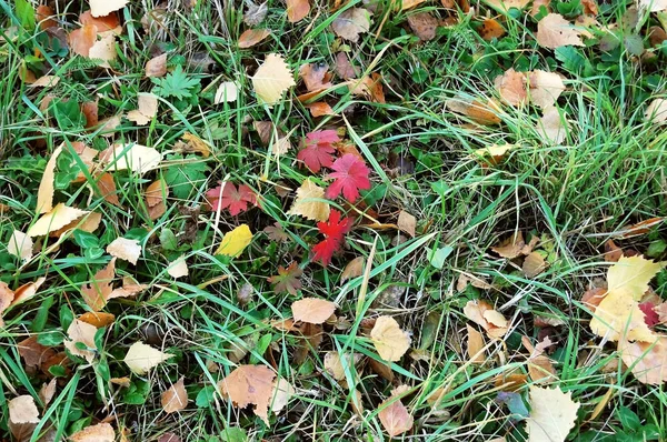 Gefallene bunte Herbstblätter. — Stockfoto