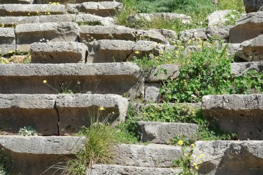 Taş tezgahlar ve Delph antik tiyatro bahar çiçekleri