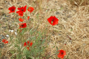 Çayırdaki kırmızı gelincikler.