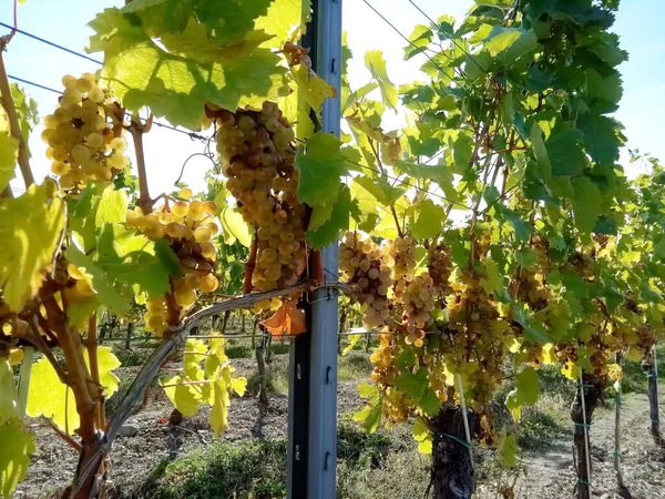 Érett Szőlőfürtök Szlovák Tokaj Völgyében Ősszel Stock Fotó