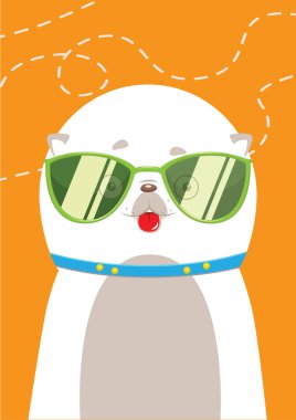 Köpek Spitz güneş gözlüğü yaz