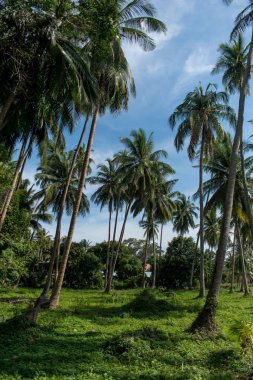 palmiye orman yeşil çimenlerin üzerinde mavi gökyüzü arka plan ile