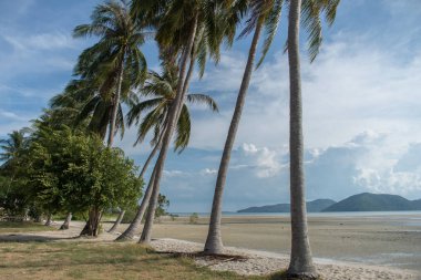Kumsalda palmiye ağaçları ile mavi gökyüzü arka plan beyaz bulutlar ile. Samui