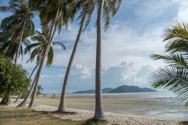 Kumsalda palmiye ağaçları ile mavi gökyüzü arka plan beyaz bulutlar ile. Samui