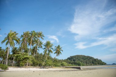 Kumsalda palmiye ağaçları ile mavi gökyüzü arka plan beyaz bulutlar ile. Samui