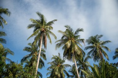 palmiye ağaçları ile bulutlar mavi gökyüzüne karşı üst kısımları