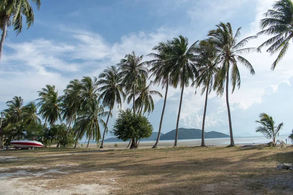 Spiaggia sabbiosa con palme su sfondo cielo blu con nuvole bianche. Samui — Foto Stock