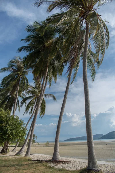 Kumsalda palmiye ağaçları ile mavi gökyüzü arka plan beyaz bulutlar ile. Samui