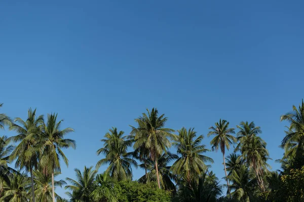 stock image tops of the palm trees on blue sky background