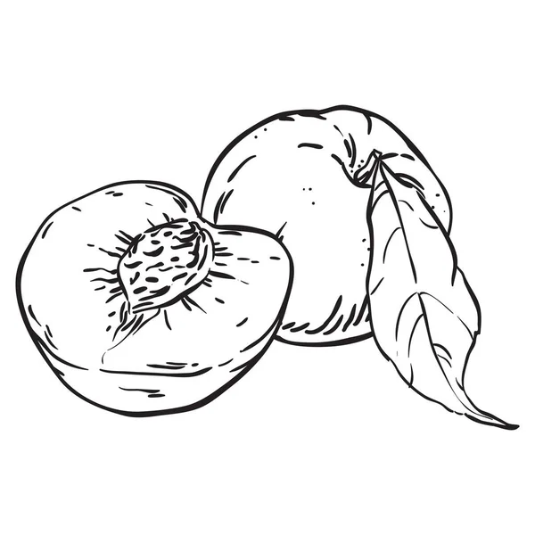 Peaches hand drawn sketch illustration — Stock Vector