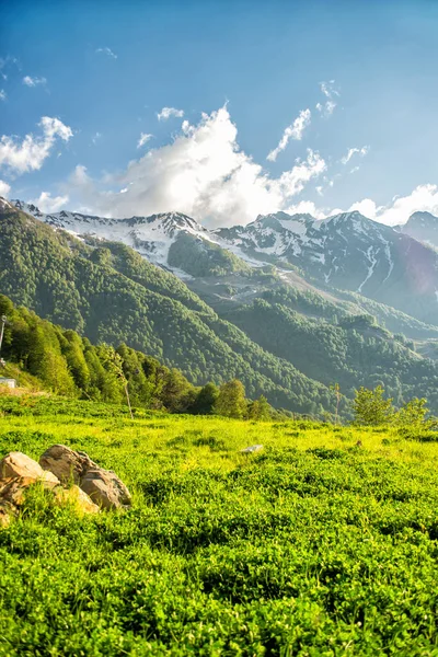 Karlı dağlar yeşil ağaçlar arka planı. Rosa Khut