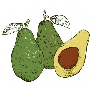 Üç avokado renkli çizilmiş kroki