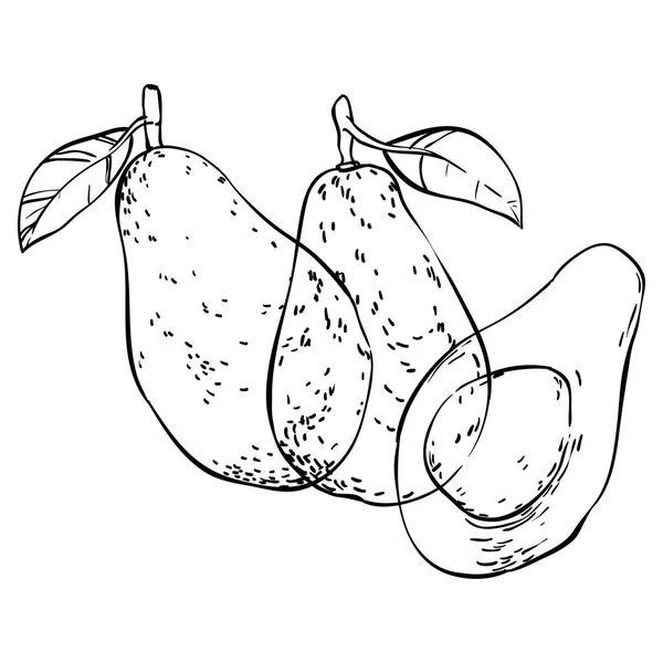 Tre avocado disegnati a mano scarabocchi isolati — Vettoriale Stock