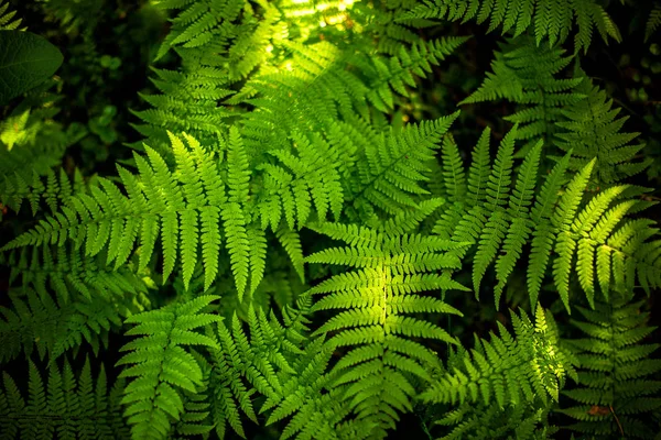 Texture des feuilles de fougère verte. Feuille texture fond — Photo
