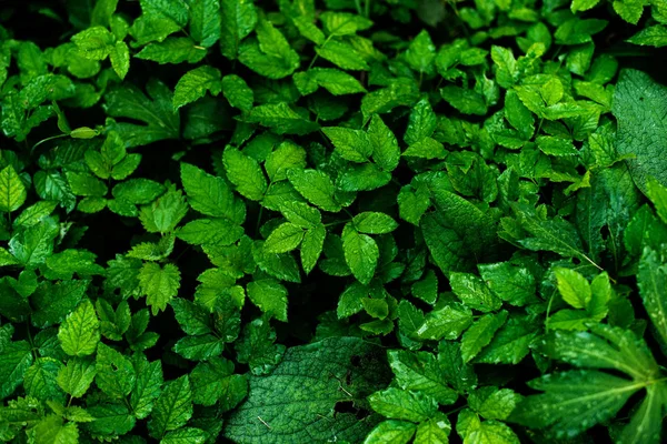 Groene bladeren van planten van het woud. Verse natuurlijke achtergrond. — Stockfoto