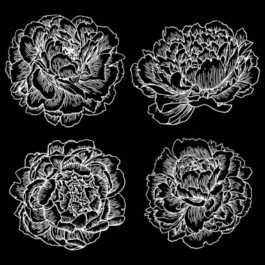 Elle çizilmiş peonies siluet siyah arka plan üzerine. Vektör beyaz çiçekler dağılımı.  