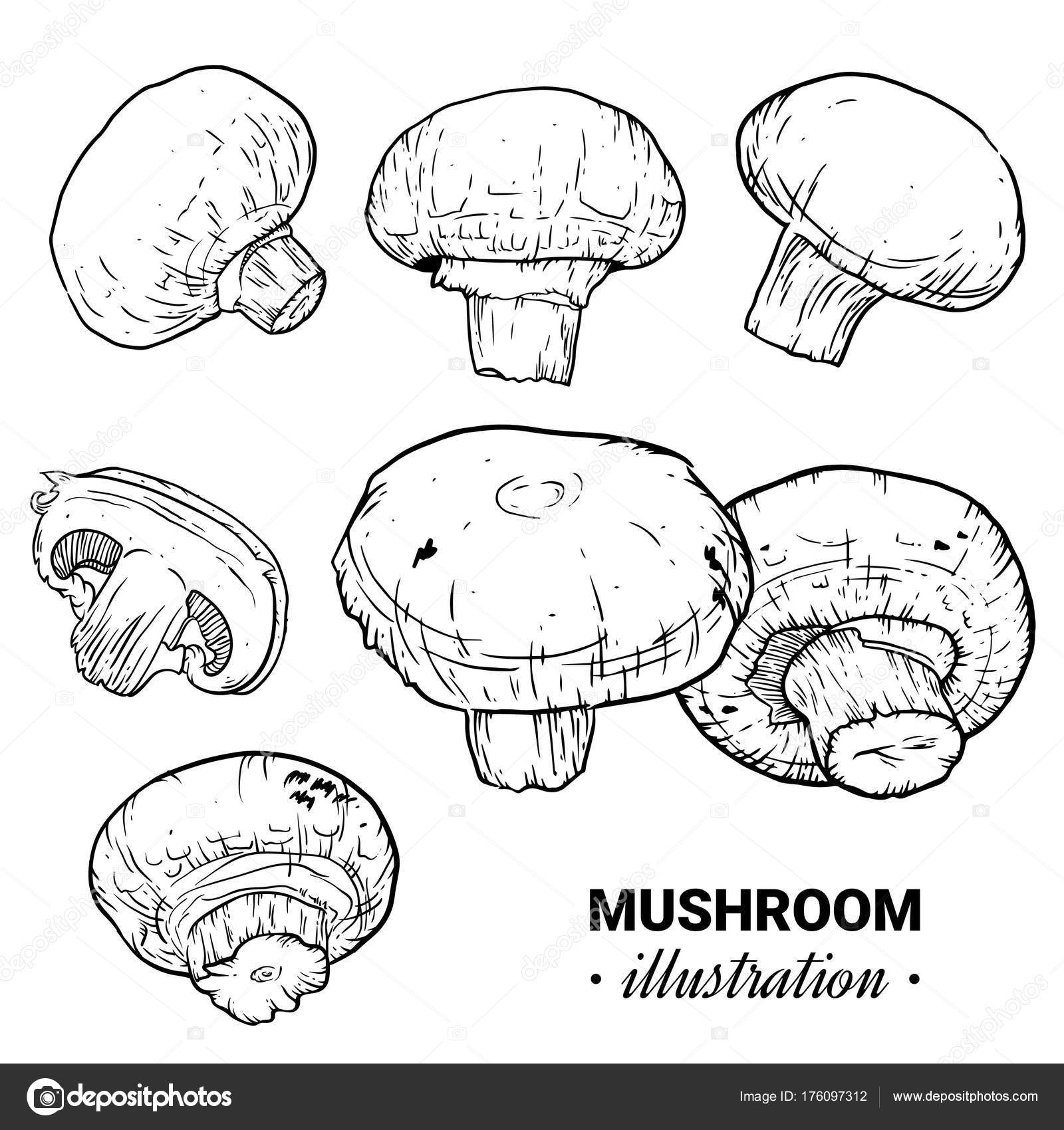 Mushroom Drawing Images SUINDACHO