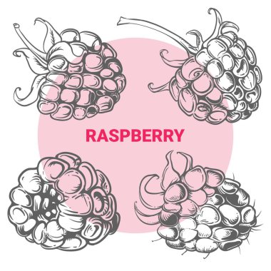 Ahududu çizim çizim. El çizmek için de illüstrasyon