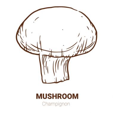 Vektör çizim champignon mantar el çekilmiş. Kroki gıda 