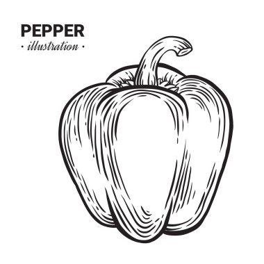 Kırmızı biber biber taze gıda vektör elle çizilmiş çizim, drawin