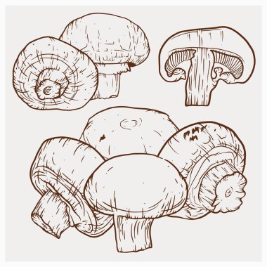 Vektör çizim champignon el çekilmiş. Mantar kroki çizmek