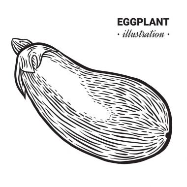 Patlıcan taze gıda vektör elle çizilmiş çizim