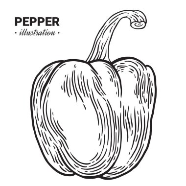 Kırmızı biber biber taze gıda vektör elle çizilmiş çizim, drawin