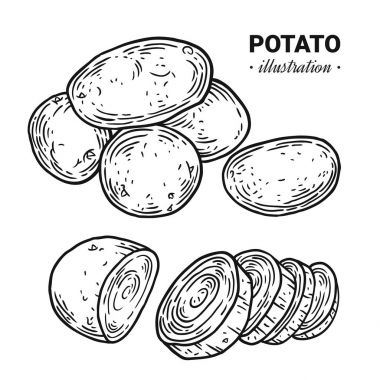 Patates taze gıda vektör el çizilmiş çizim, çizim, engra