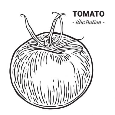 Domates taze gıda vektör el çizilmiş çizim, çizim, engra