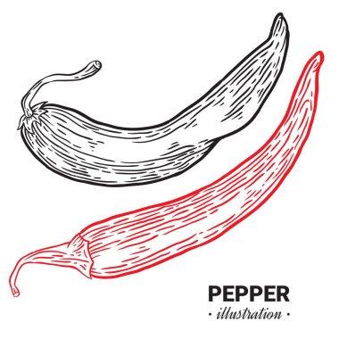 Biber biber taze gıda vektör elle çizilmiş çizim, çizim,