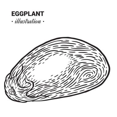 Patlıcan taze gıda vektör elle çizilmiş çizim