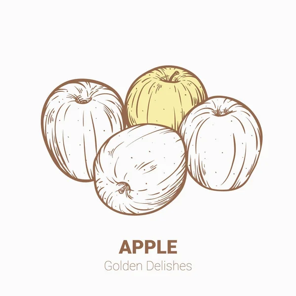 Illustration Set von Zeichnung Äpfel goldenen köstlichen Elementen. ha — Stockvektor