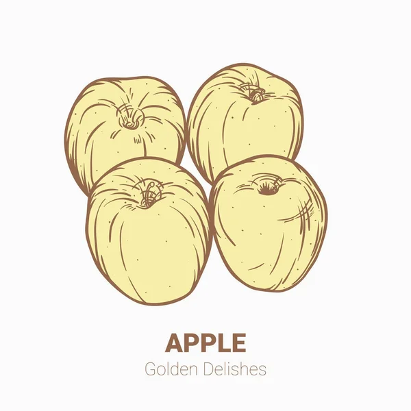 Illustrazione set di disegno mele Golden deliziosi elementi. Ah! — Vettoriale Stock