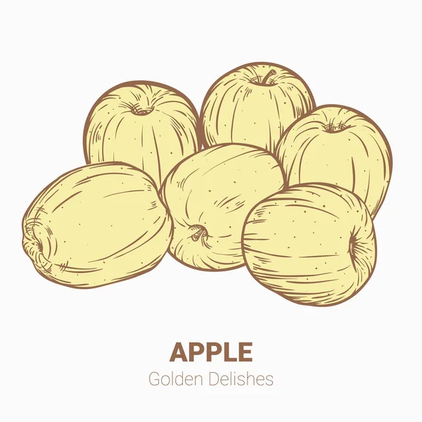 Ілюстрація набору малюнків яблук Золоті смачні елементи. Га — стоковий вектор