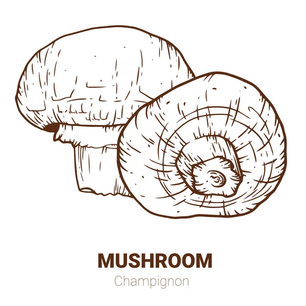 Champignon champignons hand getekend vectorillustratie. Schets voedsel — Stockvector