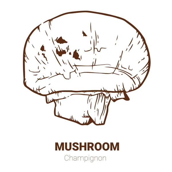 香菇手绘矢量插图。素描蘑菇画 — 图库矢量图片