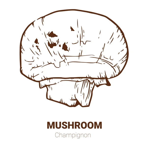 Champignon hand getekend vectorillustratie. Paddenstoel tekenen van de schets — Stockvector