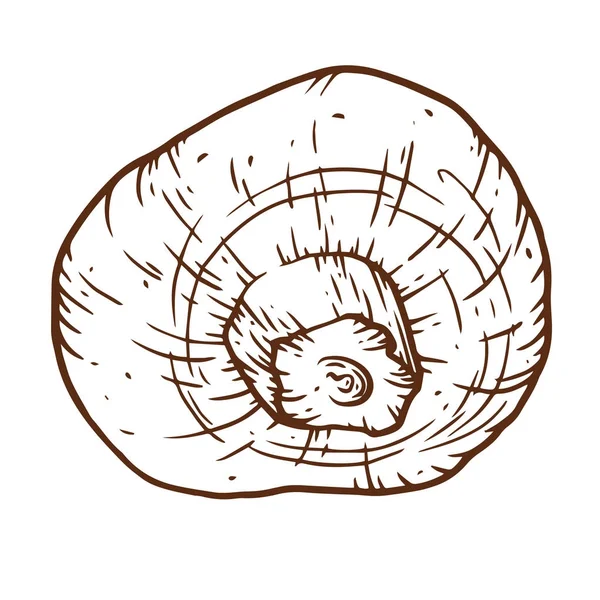 Champignon hand drawn vector illustration. Sketch mushroom  draw — Stock Vector