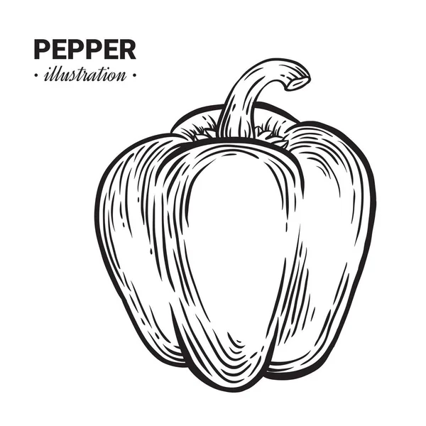 Kırmızı biber biber taze gıda vektör elle çizilmiş çizim, drawin