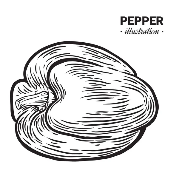 Pimentón pimienta fresca vector de alimentos dibujado a mano ilustración, drawin — Vector de stock