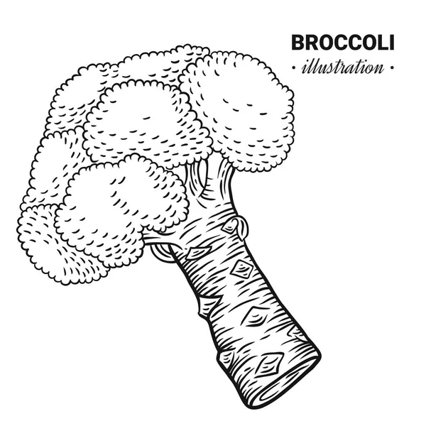 Μπρόκολο φρέσκο φαγητό διάνυσμα χέρι εικονογράφηση — Διανυσματικό Αρχείο