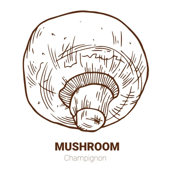 Ручная векторная иллюстрация Шампиньона. Рисование грибов — стоковый вектор
